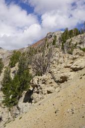 Whitebark pines eking it out [fri aug 16 10:33:21 mdt 2024]